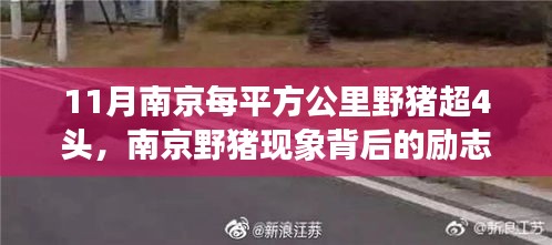 南京野猪现象背后的力量，学习变化与自信成就感的崛起之路