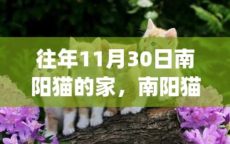 历年11月30日南阳猫之家，温馨回顾与感人故事