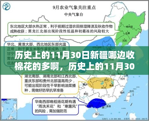 历史上的11月30日新疆棉花丰收记忆，哪里棉花收获盛况空前？