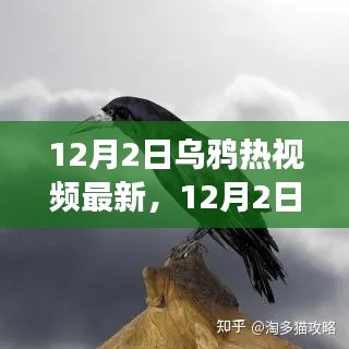 揭秘乌鸦热视频，追寻自然美景之旅，探寻内心平静之道