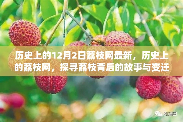 荔枝网的历史探寻，探寻荔枝背后的故事与变迁，最新资讯尽在12月2日