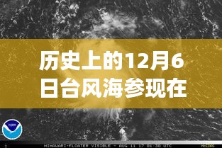 昔日台风海参的历史影响与现代热门情感纽带——温馨日常故事回顾