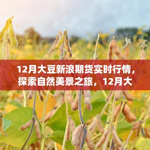 12月大豆新浪期货实时行情下的自然美景与心灵探索之旅