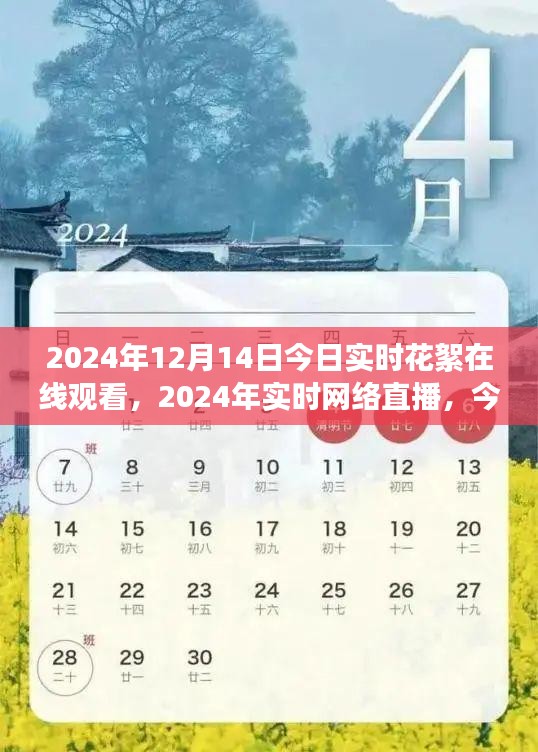 2024年实时网络直播与今日花絮多元视角探讨