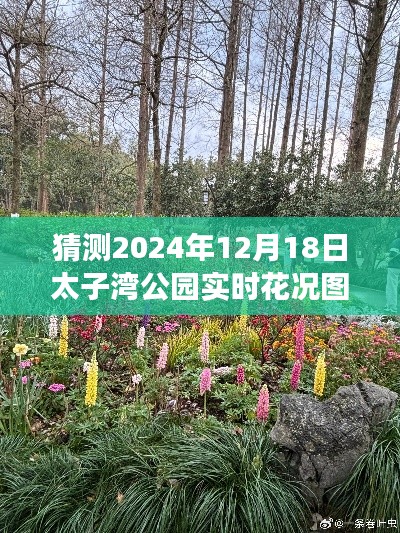 太子湾公园未来花况展望与实时图片分享，预测与探索2024年12月18日的花海盛景