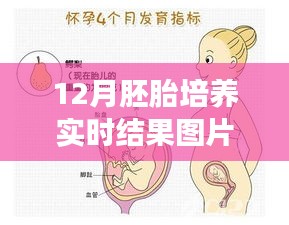 见证变化的力量，12月胚胎培养之旅的图片盛宴与实时结果展示