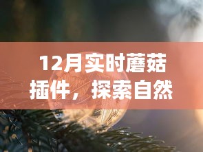 12月实时蘑菇插件，探索自然秘境，心灵宁静的奇妙之旅