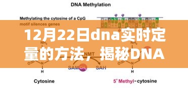 揭秘DNA实时定量技术，12月22日的科学里程碑与DNA实时定量的方法探究