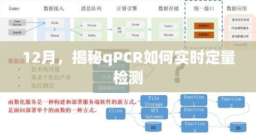 揭秘十二月qPCR实时定量检测技巧