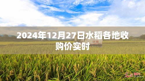 水稻各地收购价实时更新（最新日期，2024年12月27日）