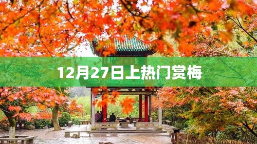 热门赏梅盛宴，12月27日与你相约梅花香飘四溢