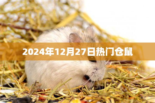 仓鼠热潮，2024年12月27日最新动态