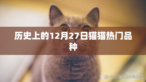 12月27日猫猫热门品种历史回顾