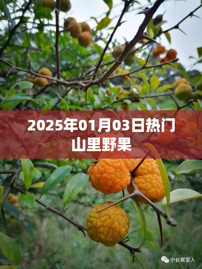 2025年热门山里野果盘点