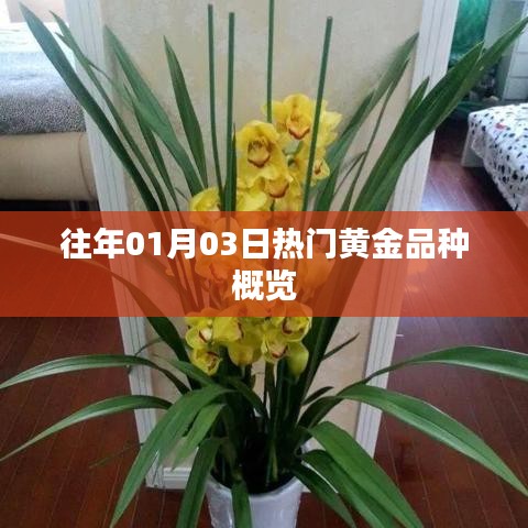 黄金市场热门品种概览，历年1月3日行情回顾