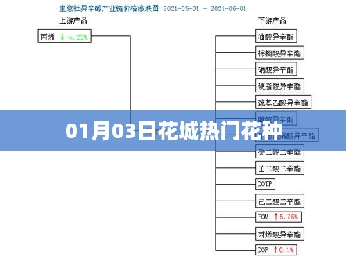 花城热门花种，一月份最新趋势