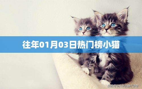 热门榜小猫，历年一月三日盛况回顾