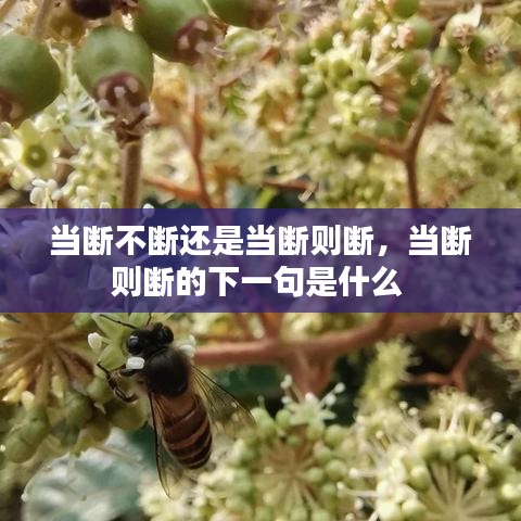 当断不断还是当断则断，当断则断的下一句是什么 