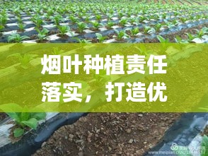 烟叶种植责任落实，打造优质烟叶产业链的核心驱动力