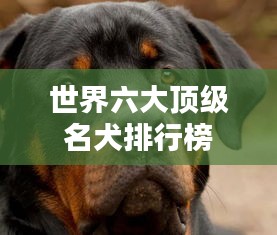 世界六大顶级名犬排行榜