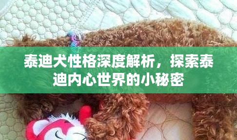 泰迪犬性格深度解析，探索泰迪内心世界的小秘密