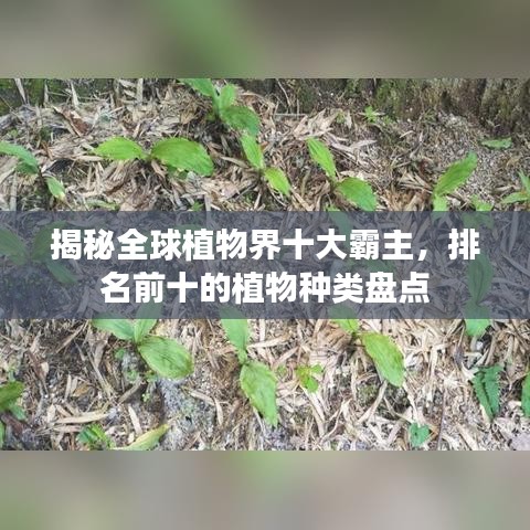 揭秘全球植物界十大霸主，排名前十的植物种类盘点