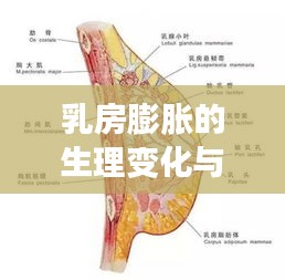 乳房膨胀的生理变化与医学解读