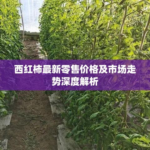 西红柿最新零售价格及市场走势深度解析