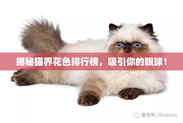 揭秘猫界花色排行榜，吸引你的眼球！