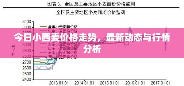 今日小西麦价格走势，最新动态与行情分析