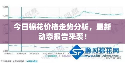 今日棉花价格走势分析，最新动态报告来袭！