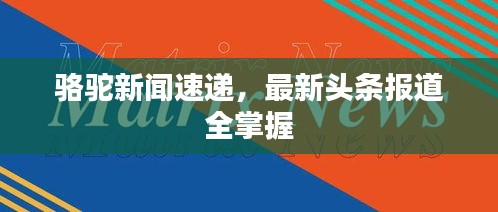 骆驼新闻速递，最新头条报道全掌握