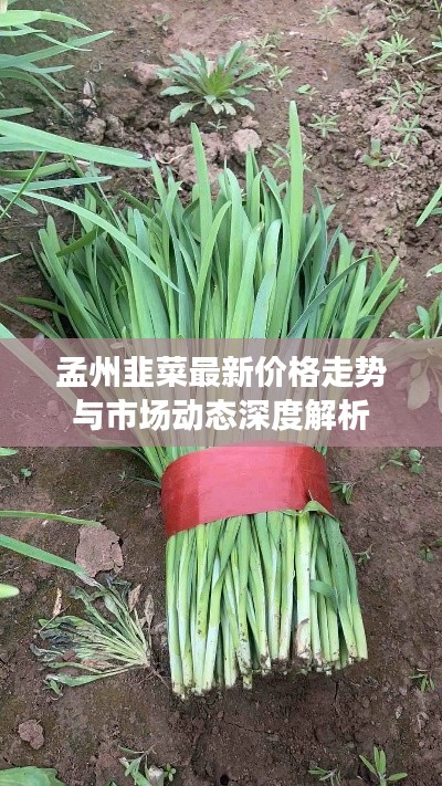 孟州韭菜最新价格走势与市场动态深度解析