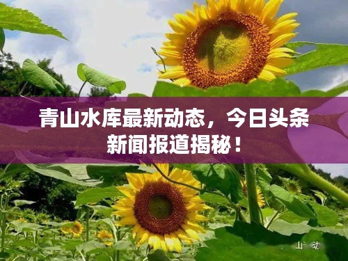 青山水库最新动态，今日头条新闻报道揭秘！