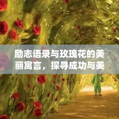 励志语录与玫瑰花的美丽寓言，探寻成功与美丽的双重启示