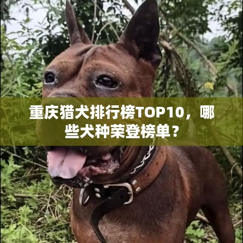 重庆猎犬排行榜TOP10，哪些犬种荣登榜单？