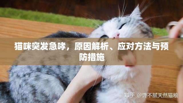 猫咪突发急哮，原因解析、应对方法与预防措施