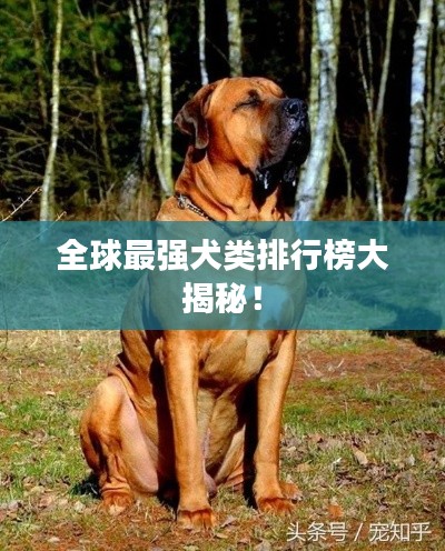 全球最强犬类排行榜大揭秘！