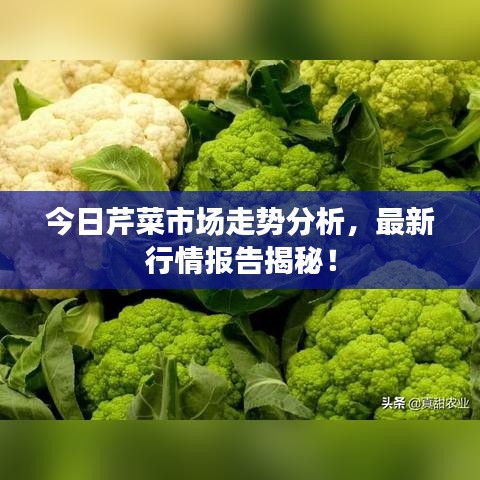 今日芹菜市场走势分析，最新行情报告揭秘！