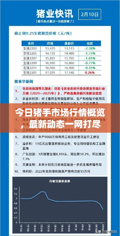 今日猪手市场行情概览，最新动态一网打尽