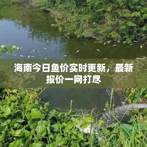海南今日鱼价实时更新，最新报价一网打尽