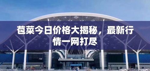 苞菜今日价格大揭秘，最新行情一网打尽