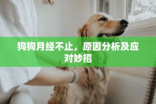狗狗月经不止，原因分析及应对妙招