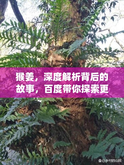 猴姜，深度解析背后的故事，百度带你探索更多！