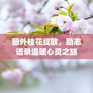 窗外桂花绽放，励志语录温暖心灵之旅