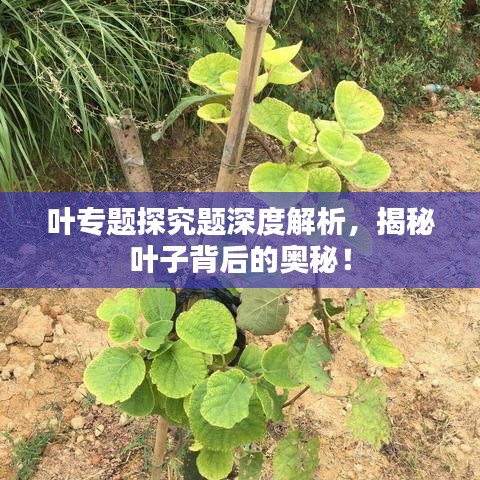 东张西望